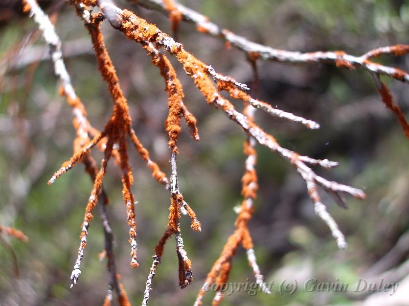 Colourful lichen, Point Lookout, New England National Park IMGP1455.JPG